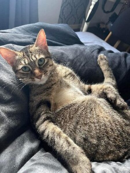Adopter Gisele