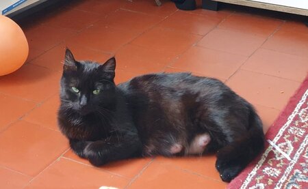 Adopter Gloria