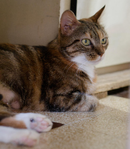 Adopter Gloria