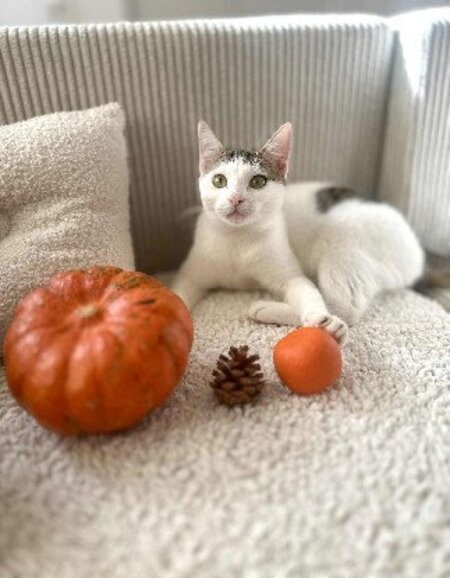 Adopter Gojo