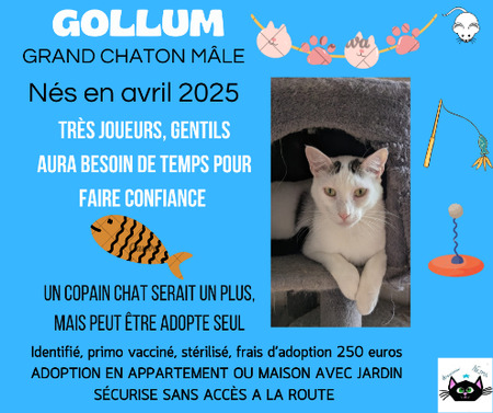 Adopter Gollum