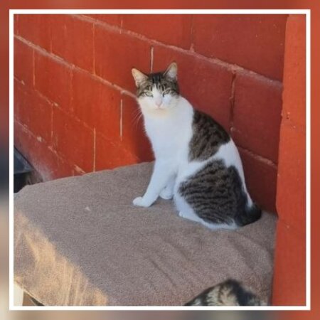 Adopter Golosina