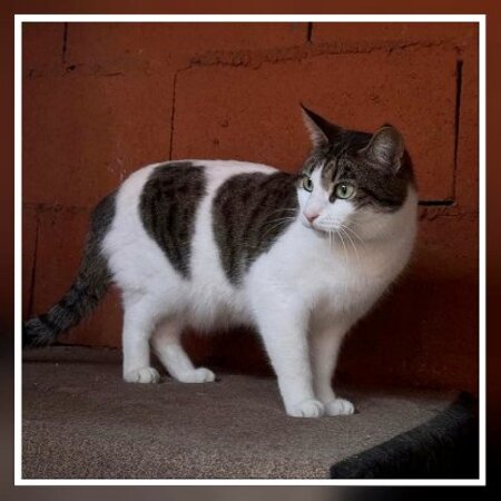 Adopter Golosina