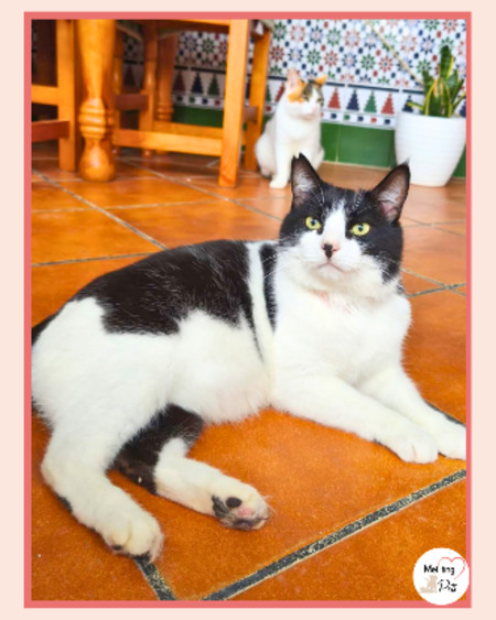 Adopter Gordo