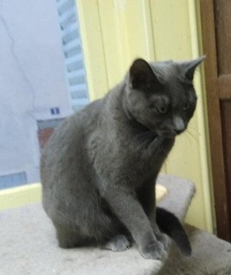 Adopter Grisette