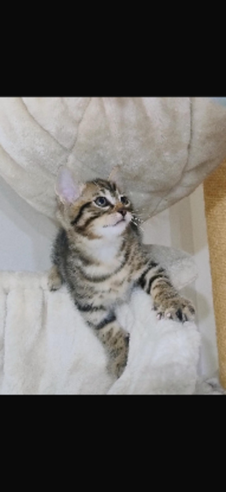Adopter Groot
