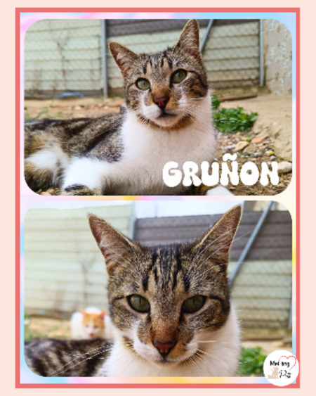 Adopter Gruñon