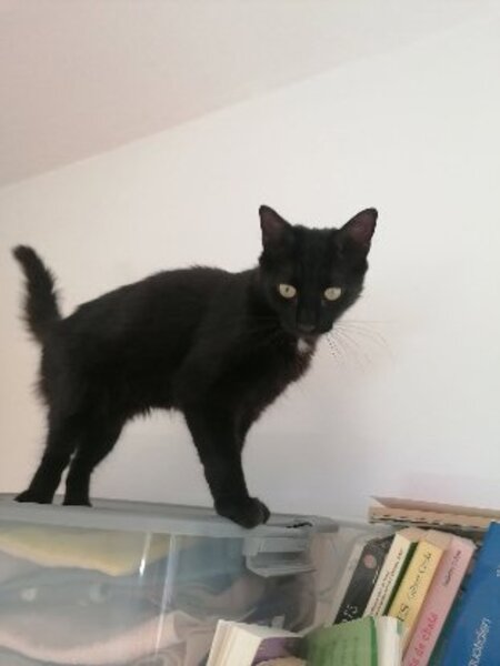 Adopter Gustave