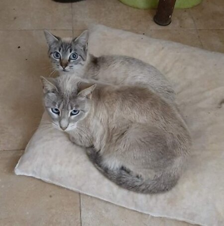 Adopter Hada