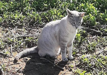 Adopter Hada