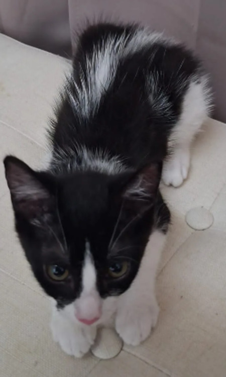 Adopter Harmonie