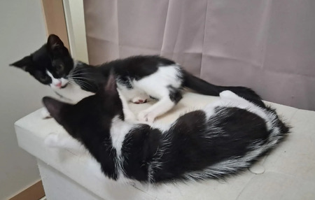 Adopter Harmonie