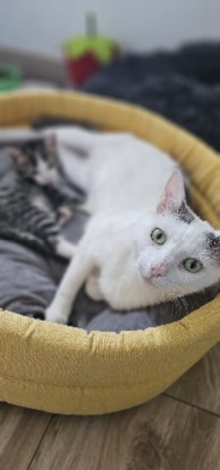 Adopter Harry et diana
