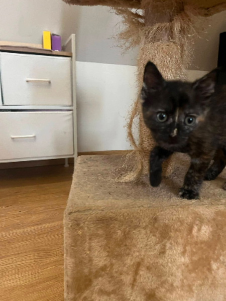 Adopter Havana