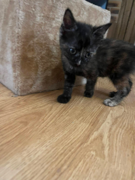 Adopter Havana
