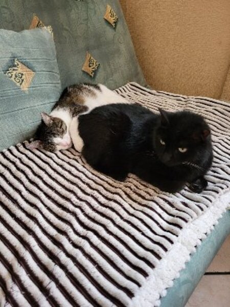 Adopter Heaven