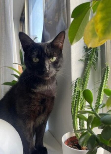Adopter Hermione et hercule