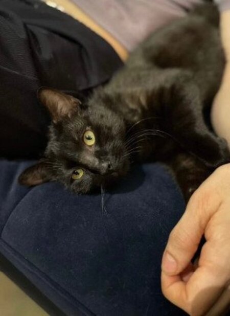 Adopter Hermione et hercule