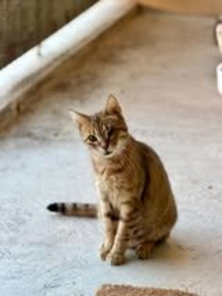 Adopter Hestia