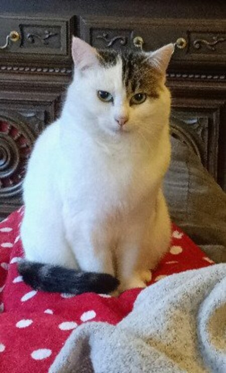 Adopter Himalaya