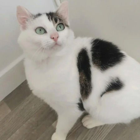 Adopter Himalaya