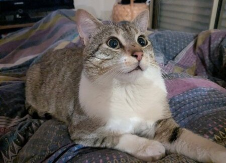 Adopter Hippolyte
