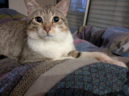 Adopter Hippolyte