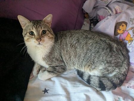 Adopter Hippolyte
