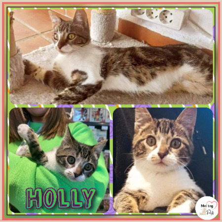 Adopter Holly