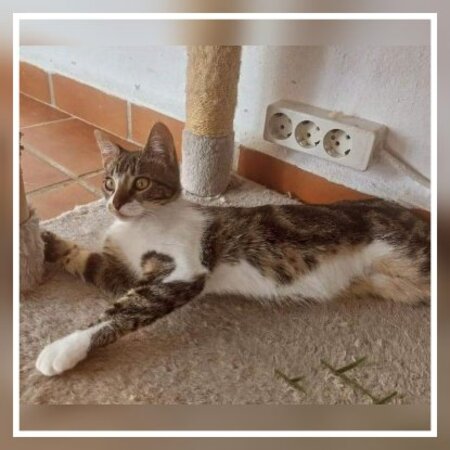 Adopter Holly
