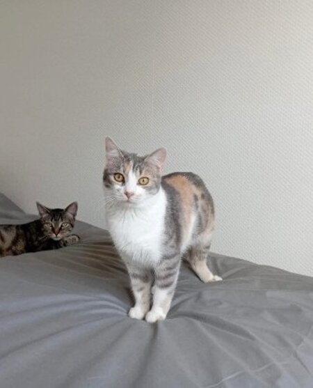 Adopter Honey