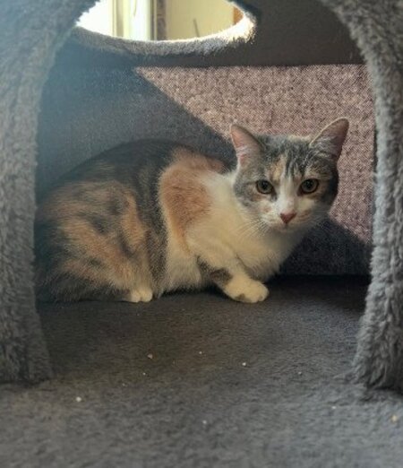 Adopter Honey