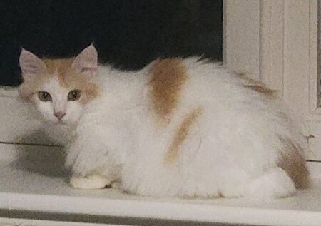 Adopter Hope