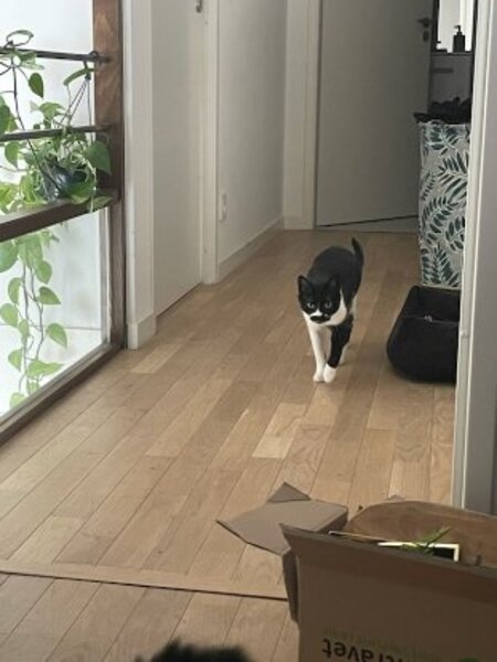Adopter Hortense