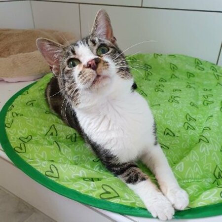 Adopter Hoshi