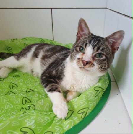 Adopter Hoshi