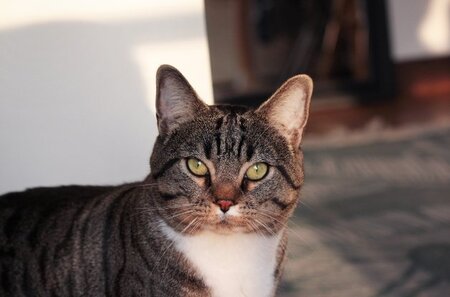 Adopter Hugo