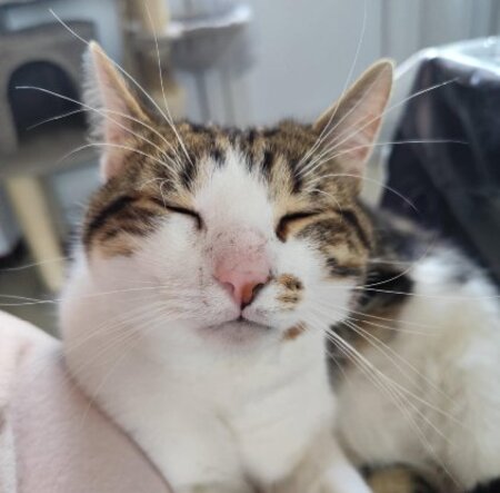 Adopter Ice cream