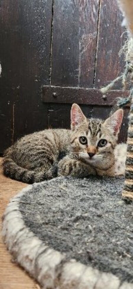 Adopter Inari