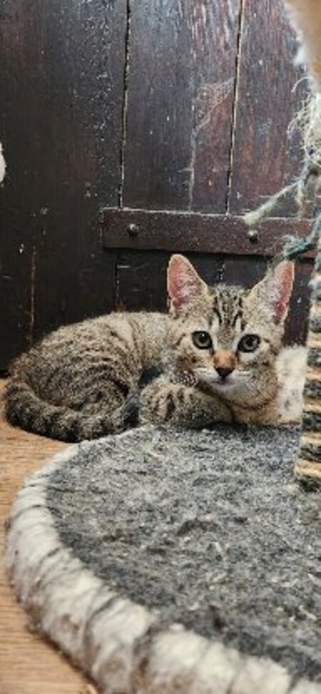 Adopter Inari
