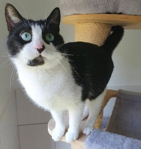 Adopter Inaya