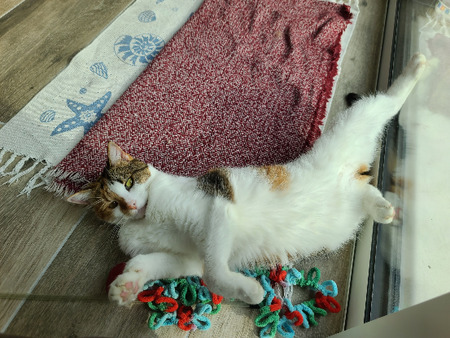 Adopter Indiana