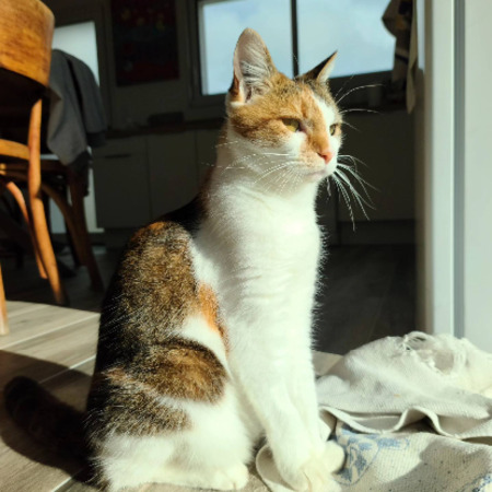 Adopter Indiana