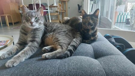 Adopter Indina