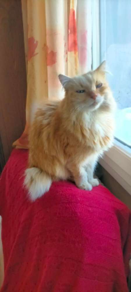 Adopter Indy