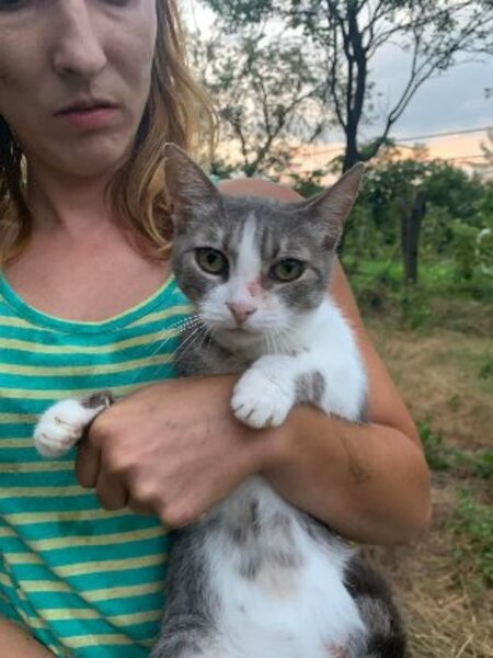 Adopter Inima