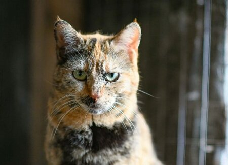 Adopter Ione