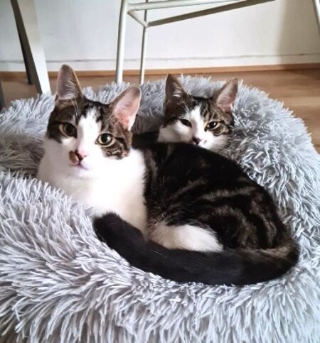 Adopter Iris et hermes