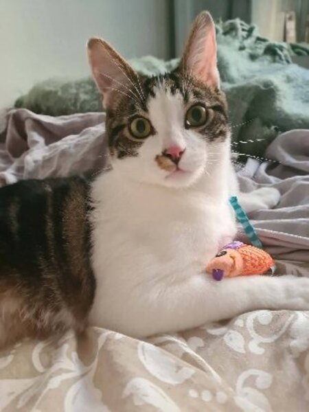 Adopter Iris et hermes