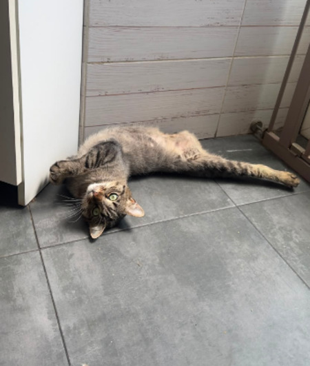 Adopter Isis